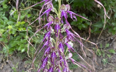 The biodiversity of Serbia in GBIF