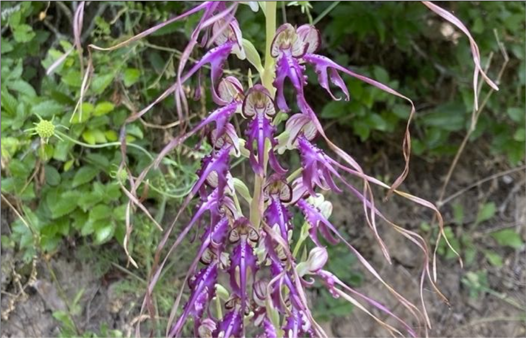 The biodiversity of Serbia in GBIF