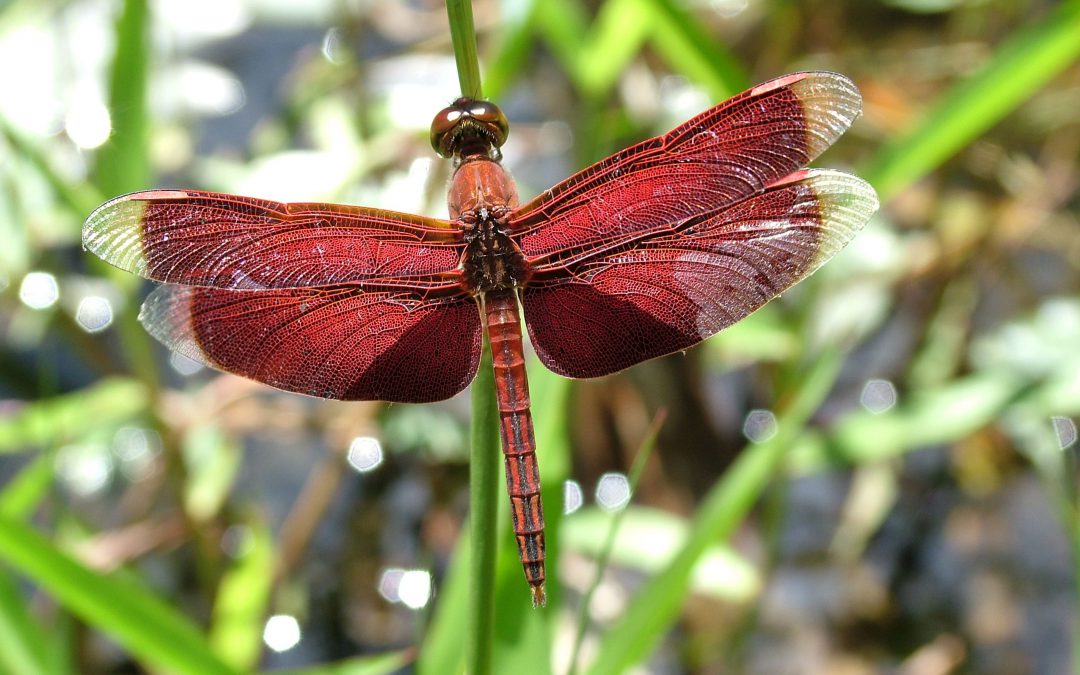 Libellen en de bescherming van zoetwaterhabitats in Maleisië, Indonesië en Papoea-Nieuw-Guinea